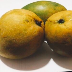 Malgova Mango